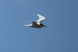 Little Tern