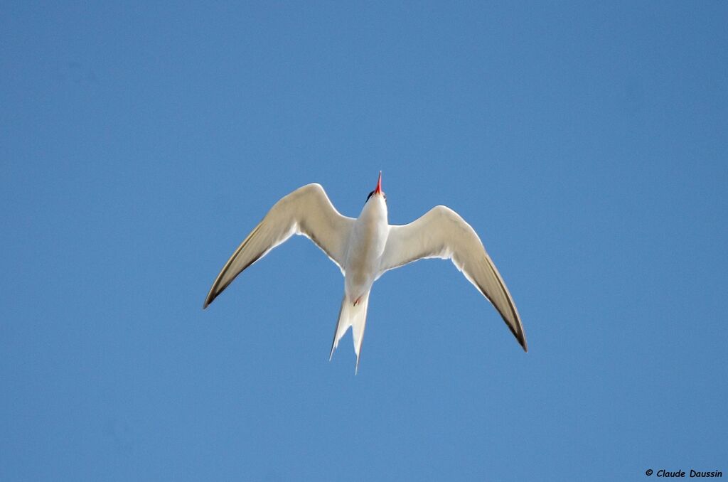 Common Tern