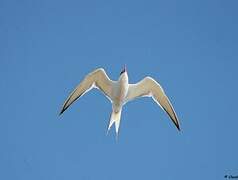 Common Tern