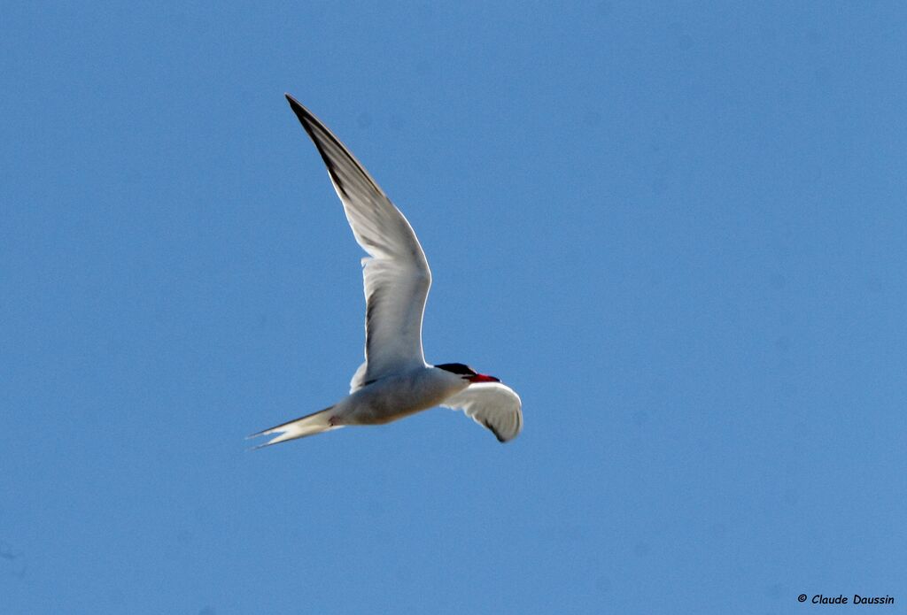 Common Tern