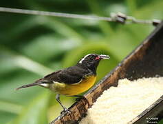 Bananaquit