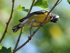 Bananaquit