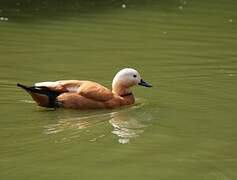 Ruddy Shelduck