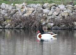 Common Shelduck