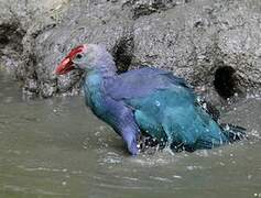 Grey-headed Swamphen