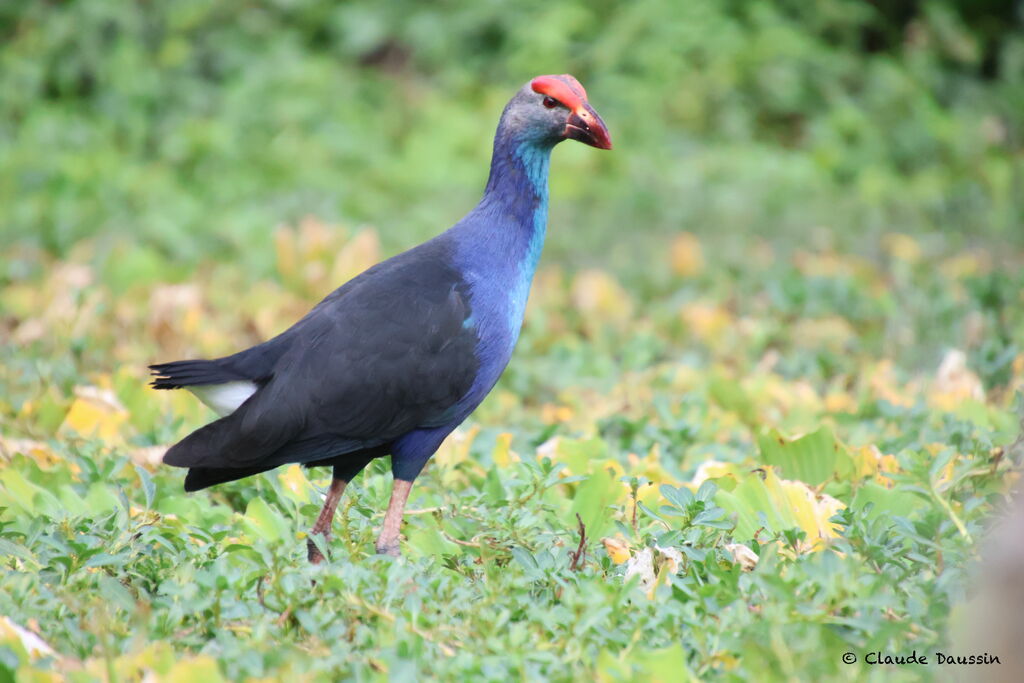 Grey-headed Swamphen