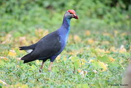 Grey-headed Swamphen