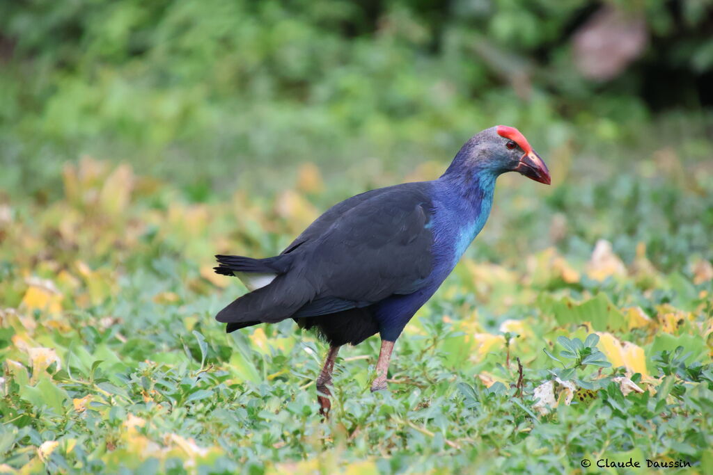 Grey-headed Swamphen