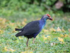 Grey-headed Swamphen