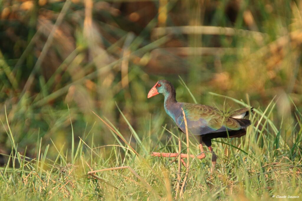 African Swamphen