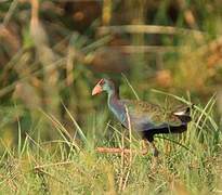 African Swamphen