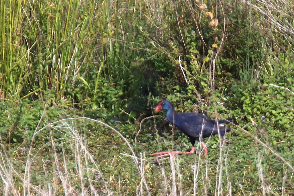 Western Swamphen