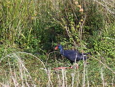 Western Swamphen