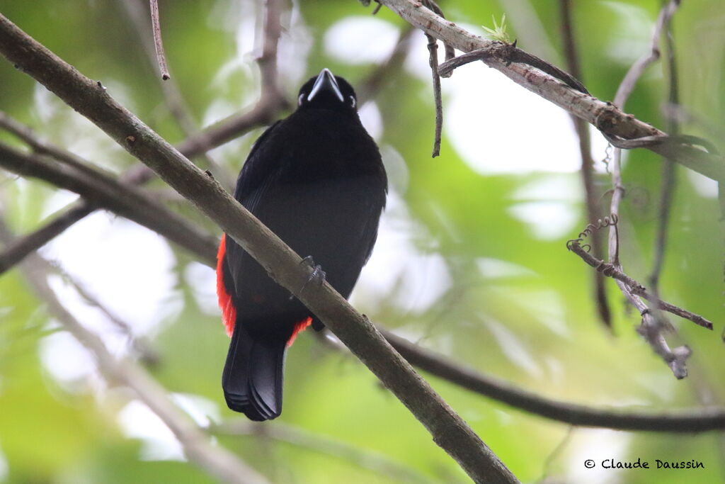 Scarlet-rumped Tanager male adult