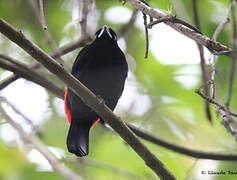 Scarlet-rumped Tanager