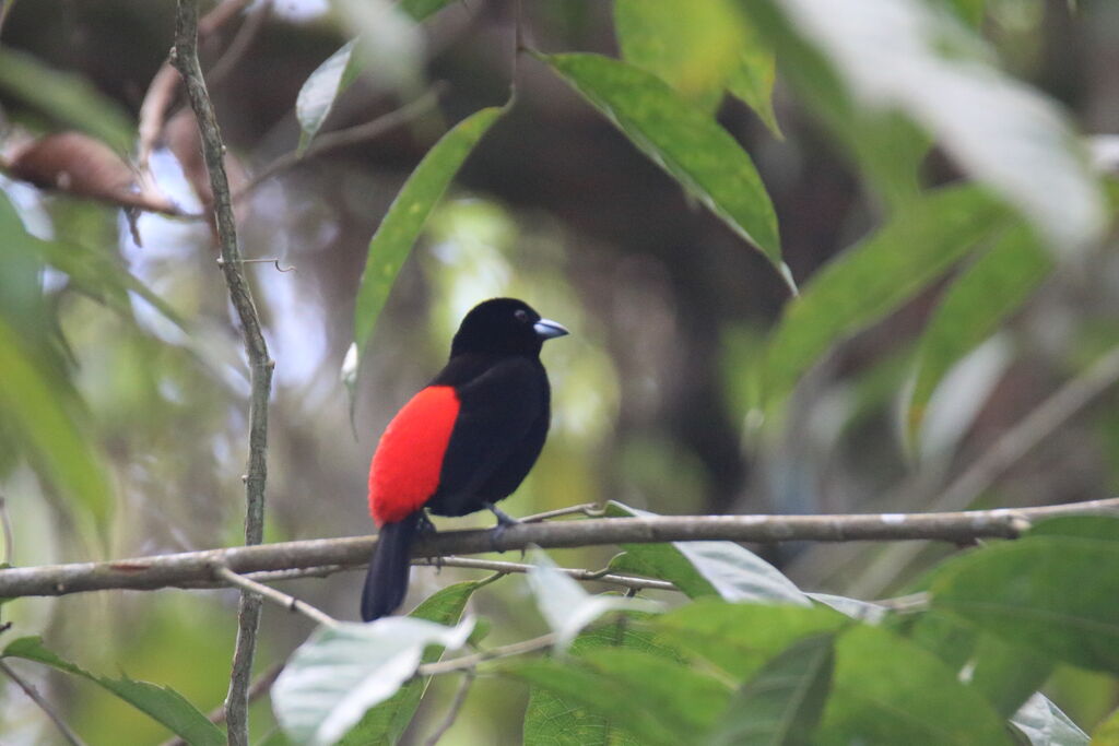 Scarlet-rumped Tanager male adult