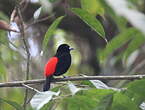 Tangara à croupion rouge