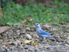 Blue-grey Tanager