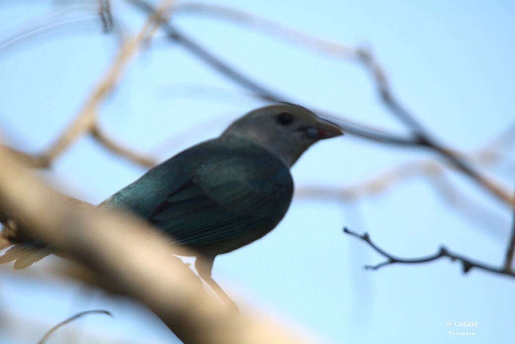 Sayaca Tanager