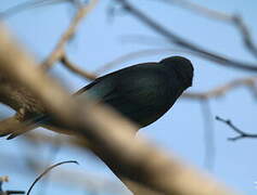 Sayaca Tanager