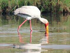 Yellow-billed Stork