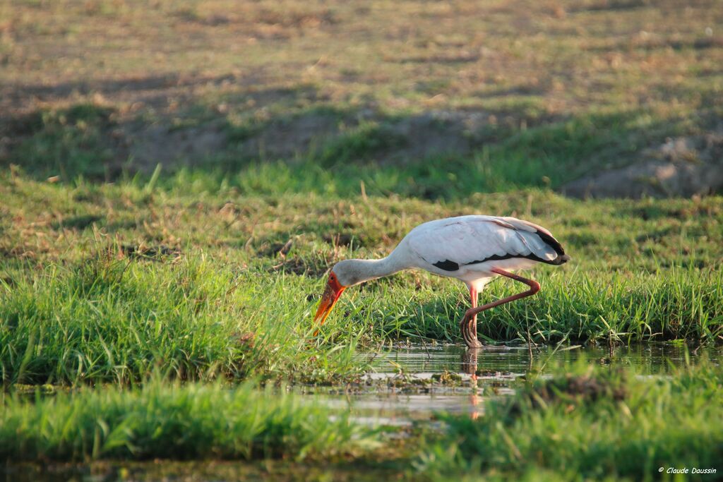 Tantale ibis