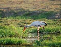 Yellow-billed Stork