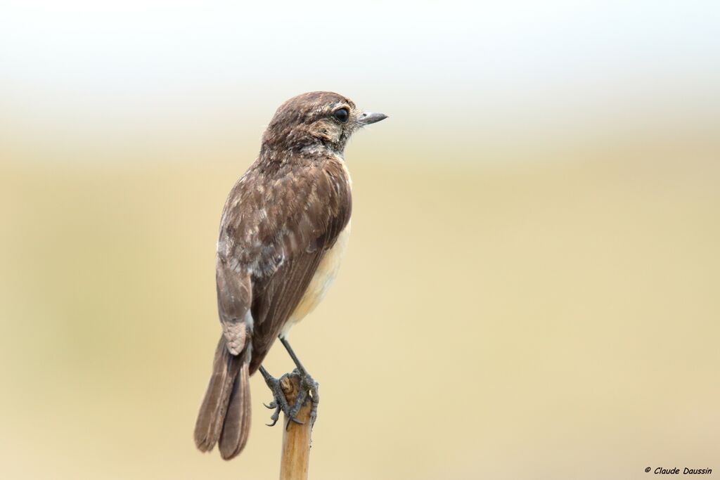 African Stonechat