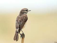 African Stonechat