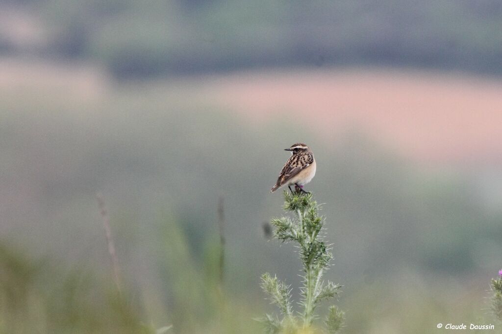 Whinchat