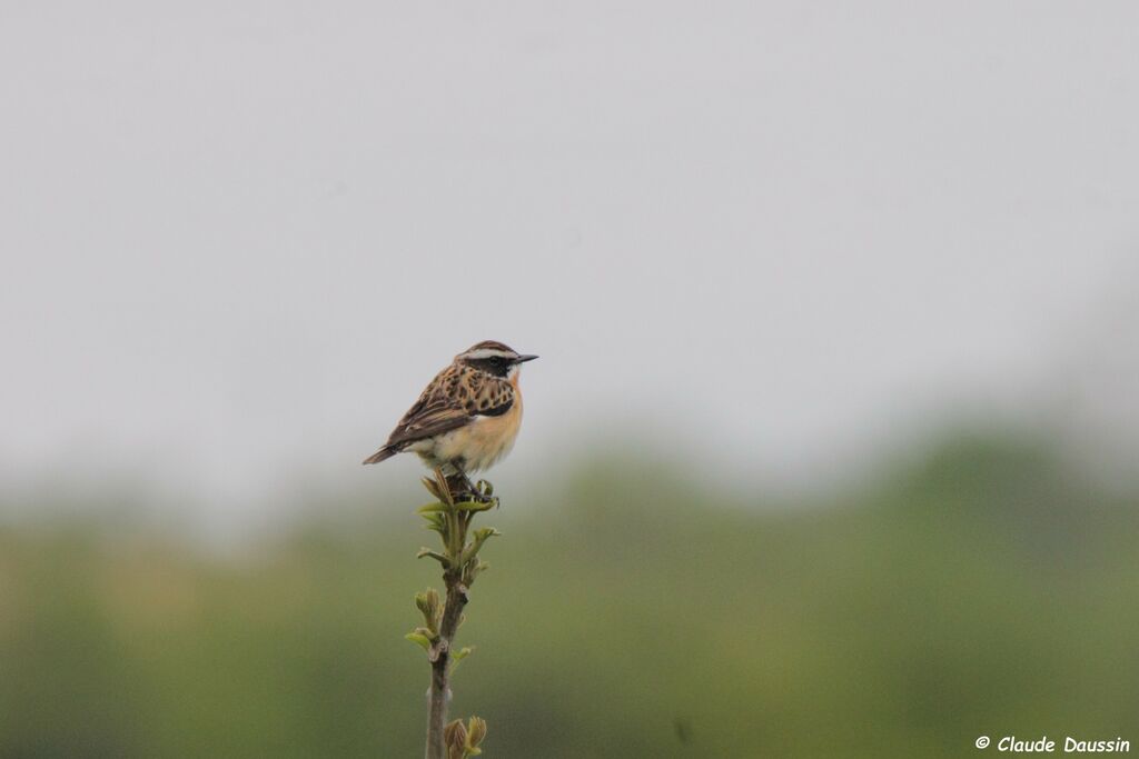 Whinchat