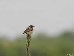 Whinchat