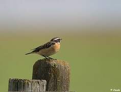 Whinchat