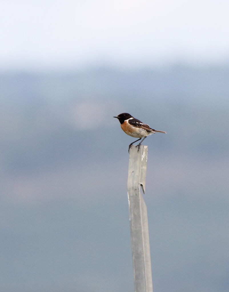 European Stonechat