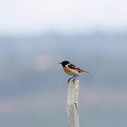 European Stonechat