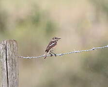 European Stonechat