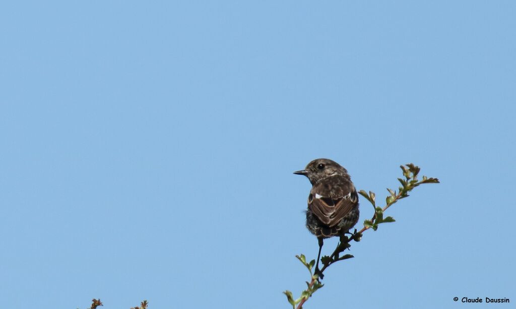 European Stonechat