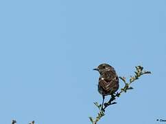 European Stonechat