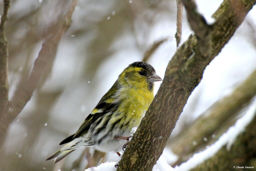 Eurasian Siskin