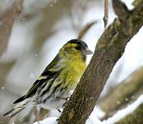 Eurasian Siskin