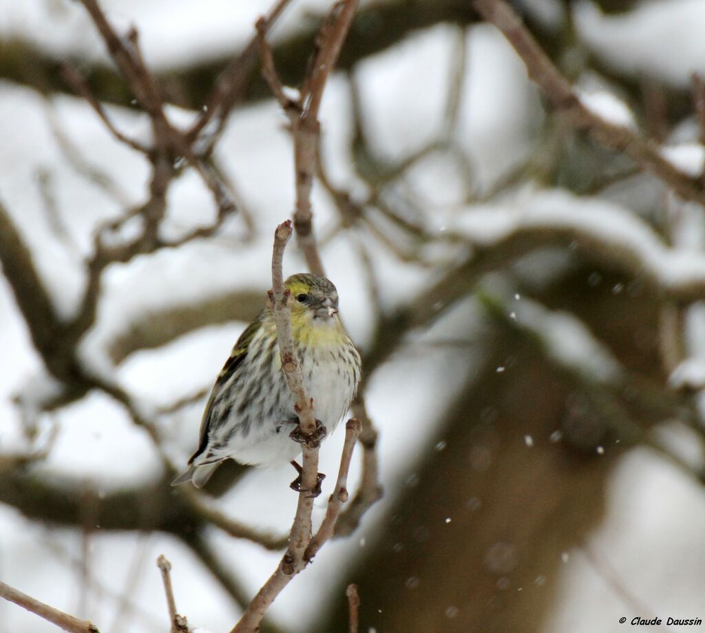 Eurasian Siskin