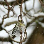 Eurasian Siskin