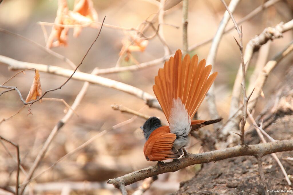 African Paradise Flycatcher