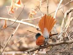 African Paradise Flycatcher