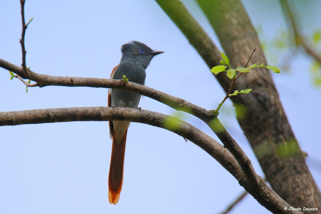 African Paradise Flycatcher