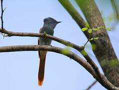 African Paradise Flycatcher