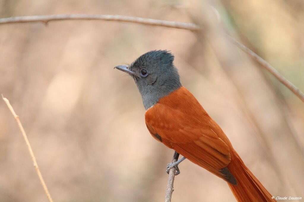 African Paradise Flycatcher