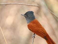 African Paradise Flycatcher