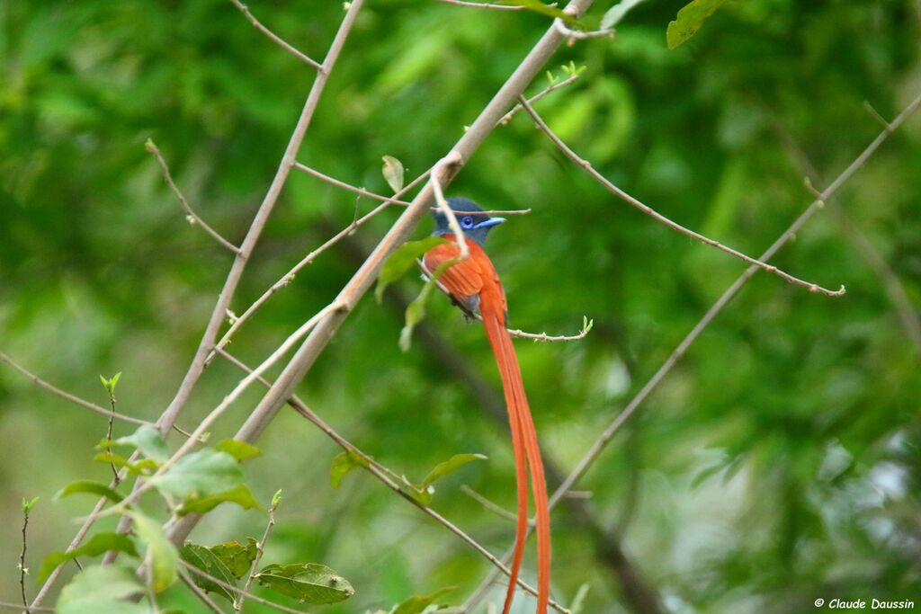 African Paradise Flycatcher