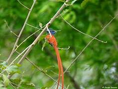 African Paradise Flycatcher